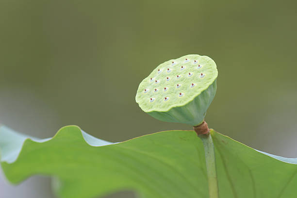 istock Seed head of a lotus flower. 576589454
