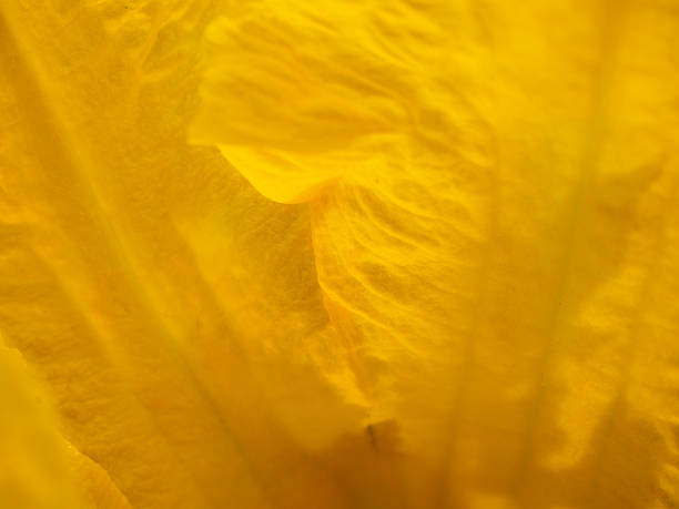 istock pumpkin flowers are beautiful in July 576591318