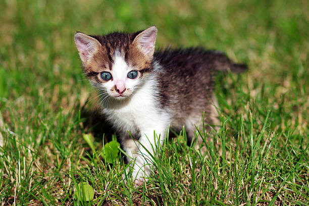 istock brown and white  cat playing on the lawn 576591764