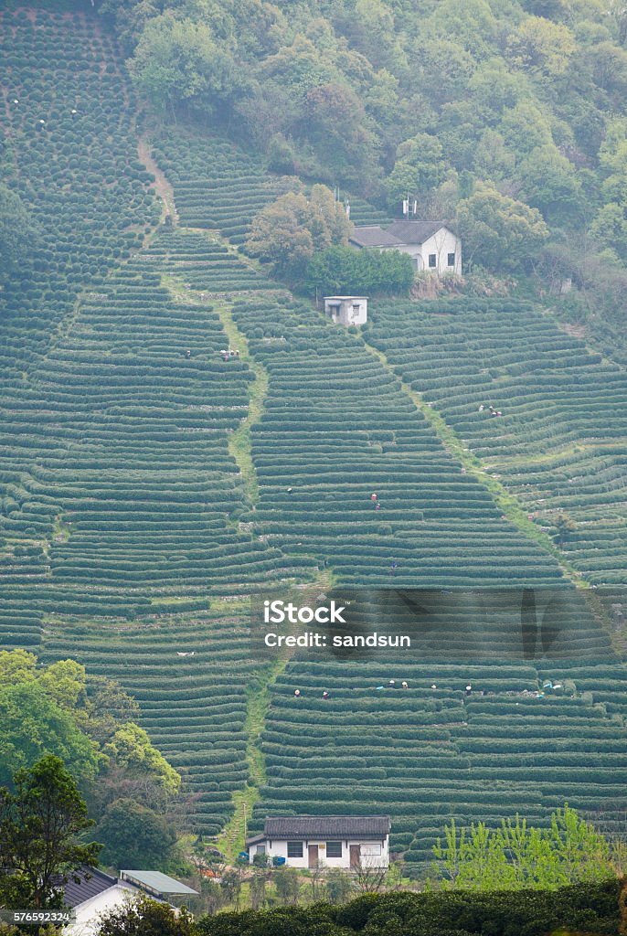 Plantation of longjing tea Plantation of longjing tea. Hangzhou, China. Agricultural Field Stock Photo