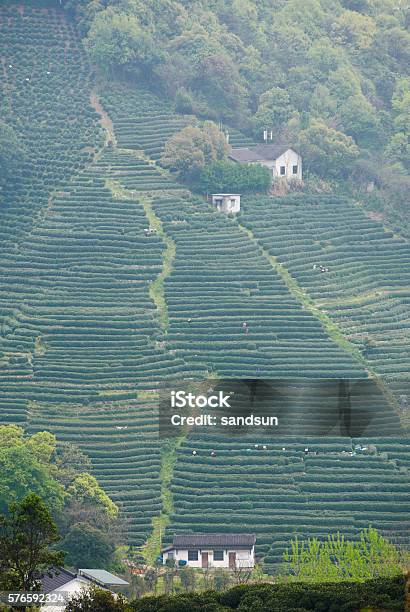 Plantation Of Longjing Tea Stock Photo - Download Image Now - Agricultural Field, Agriculture, Blue-collar Worker