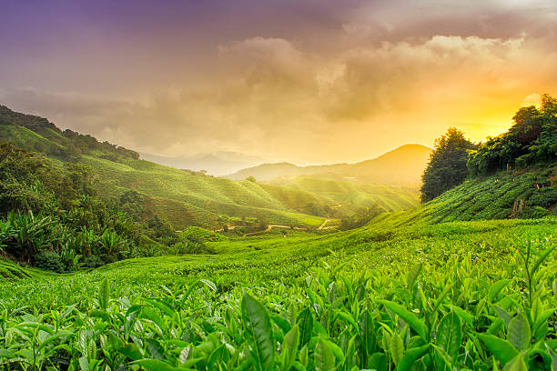 Cameron Highlands Sun setting over the Cameron Highland Tea plantations. tea crop stock pictures, royalty-free photos & images