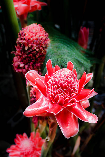 istock Torch ginger, etlingera elatior flowers, zingiberaceae. 576592762