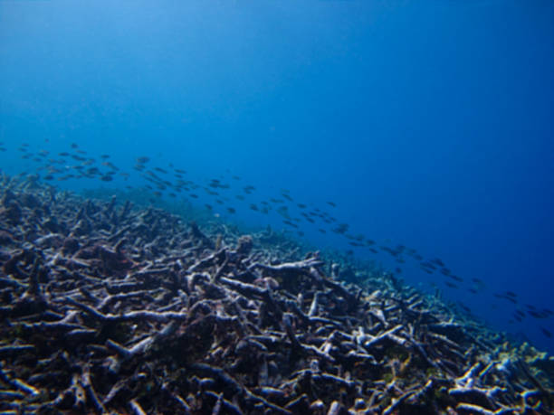 istock blur schooling fish on the dead branching coral 576592804