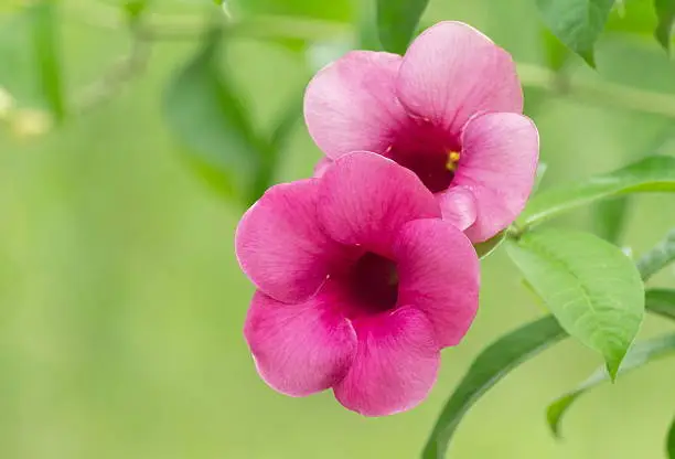 Two allamanda cathartica flower.