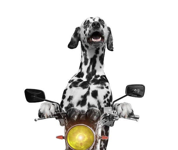 happy dog rides on a motorcycle -- isolated on white