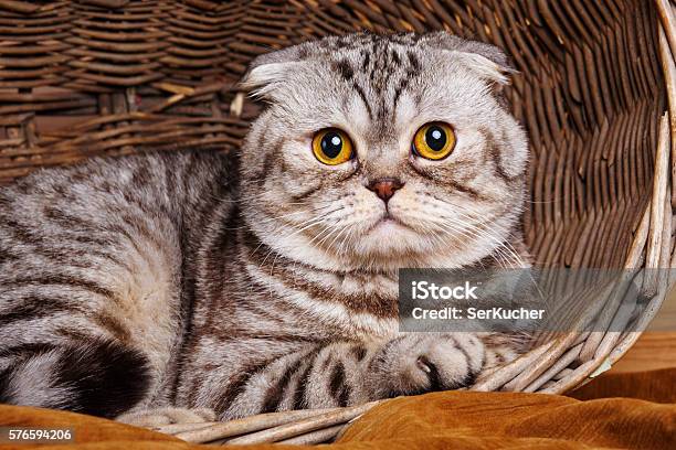 Bicolor Stripes Cat With Yellow Eyes Scottish Fold Sits In Stock Photo - Download Image Now