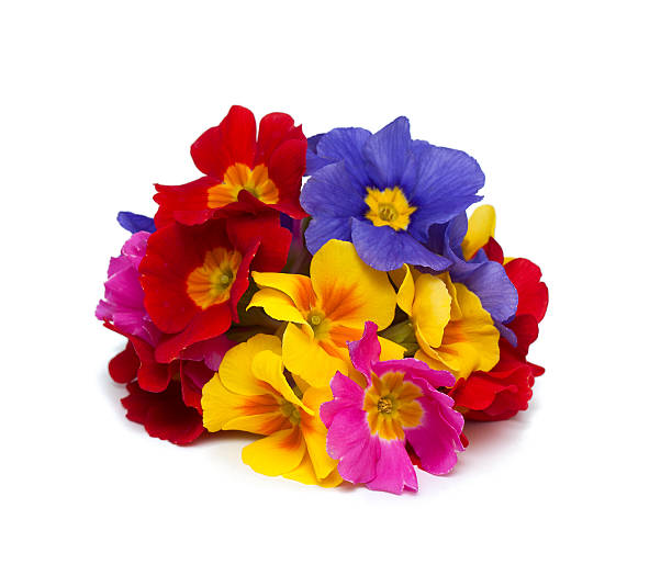 istock bouquet of primula flowers 576594362