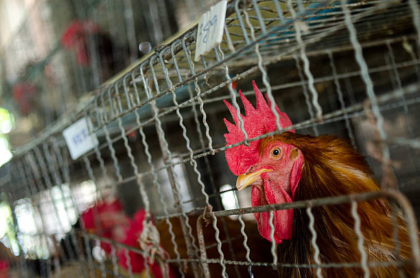 istock Chickens in the local farm,Thailand 576595290