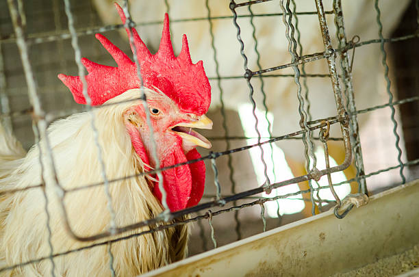 istock Chickens in the local farm,Thailand 576596258