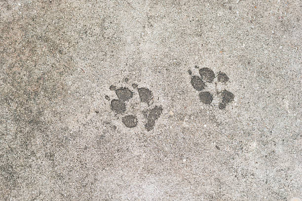 istock dog 's footprints on cement floor background 576597316