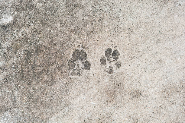 istock dog 's footprints on cement floor background 576598112