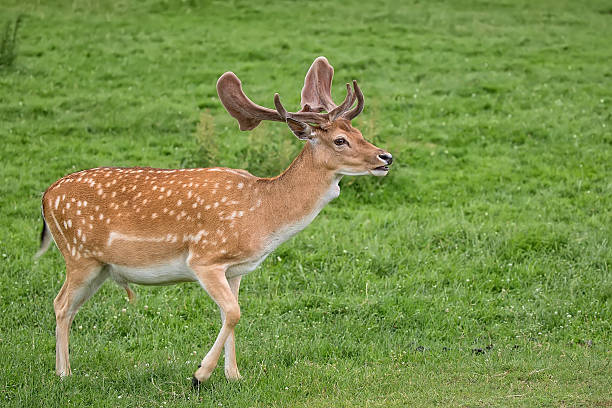 istock Fallow deer on the run in a clearing 576602136
