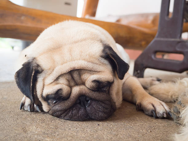 istock Pug dog sleep on the floor 576603372