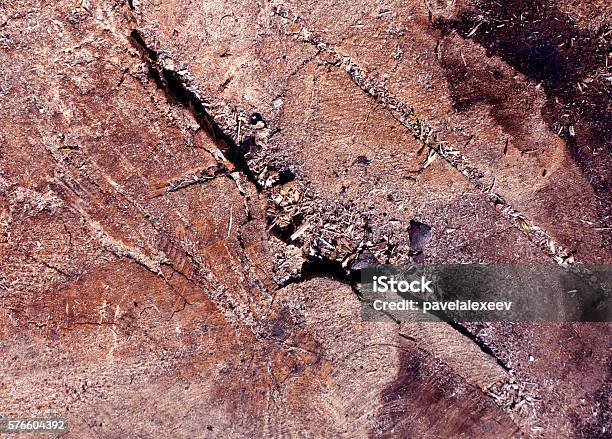 Abstract Tree Cut Abstract Tree Cut Texture Stock Photo - Download Image Now - Abstract ...