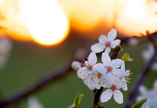 fleurs de cerisier - cherrywood photos et images de collection