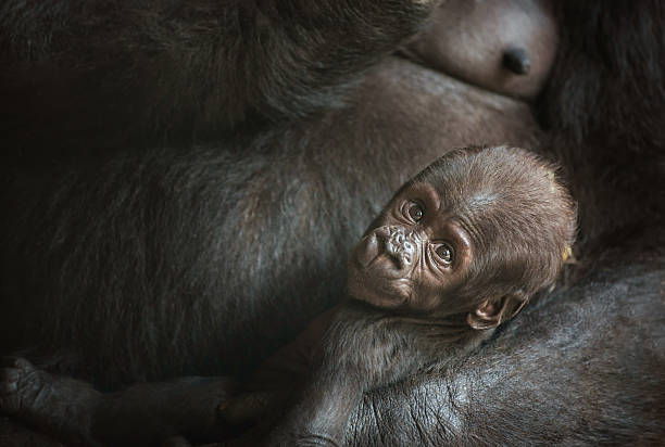 istock Baby of a  Western lowland gorilla 576607444