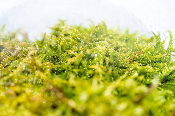 istock Macro photo of moss in the forest 576608200