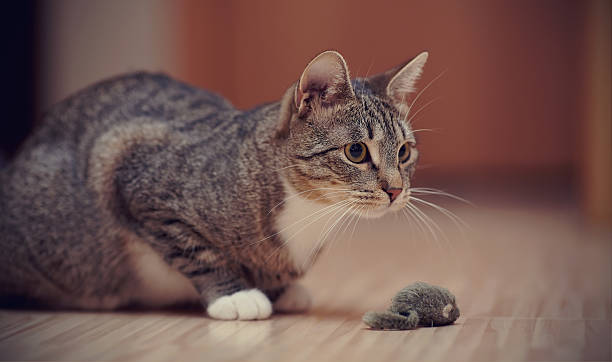 istock The striped cat with white paws plays with a toy mouse. 576608338