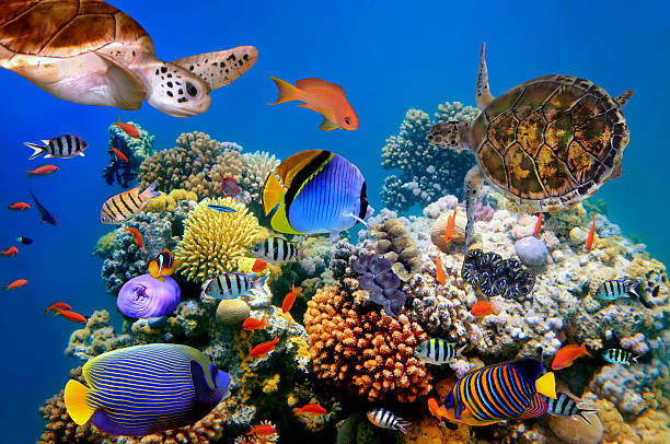 istock Photo of a tropical fish and turtle 576710604