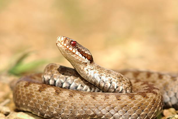 istock closeup of european crossed adder 576711384
