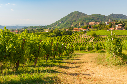 Prosecco Vineyards at summer on the Euganean Hills. Taken on July 16, 2016.