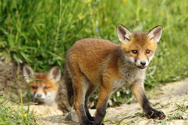 istock curious fox cub near the burrow 576712040