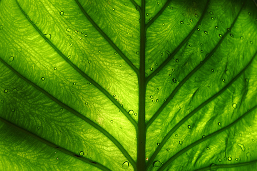 Close up shot of a bright green leaf