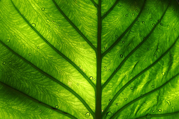 jasny zielony liść - leaf leaf vein nature green zdjęcia i obrazy z banku zdjęć