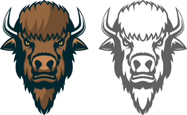 illustrations, cliparts, dessins animés et icônes de tête de bison. mascotte. emblème de l’équipe ou du club sportif - bison nord américain