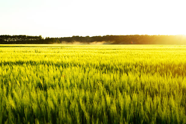 istock Beautiful sunset and wheat field. 576714566