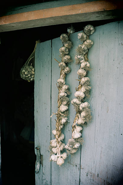 istock Chain of garlic 576714578