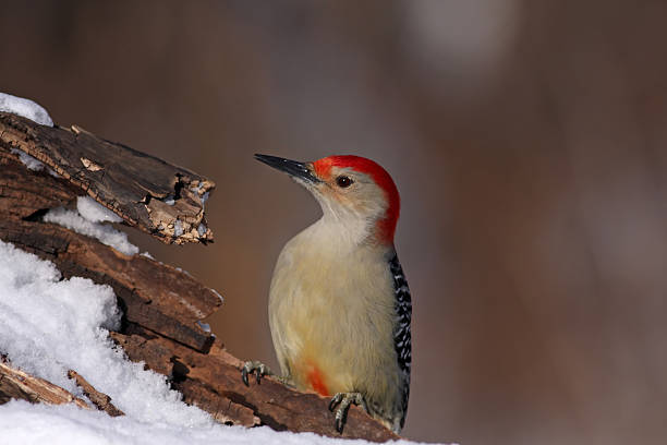 istock Red-Bellied Woodpecker 576714700
