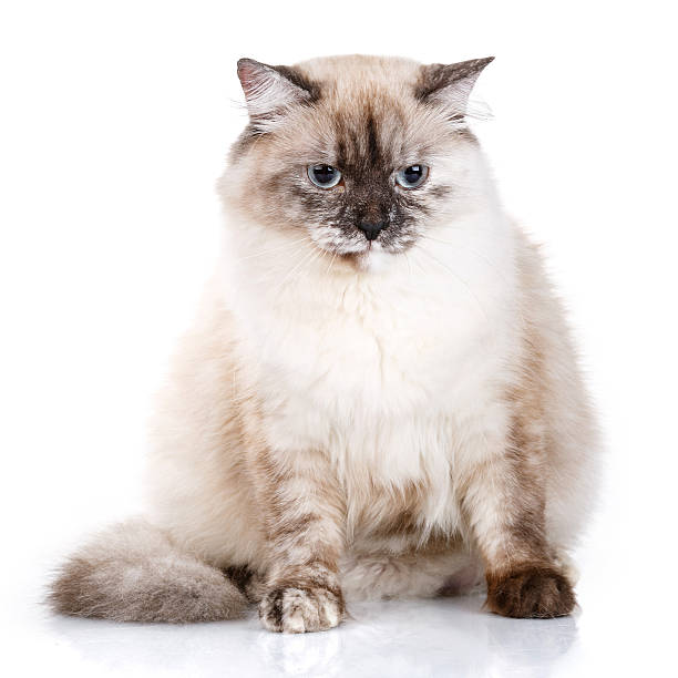 istock gray cat with blue eyes on a white background 576714920