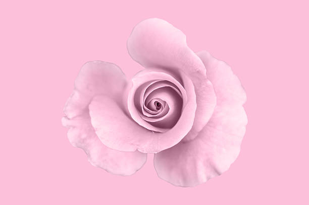 istock Pink rose on pink background. 576715736