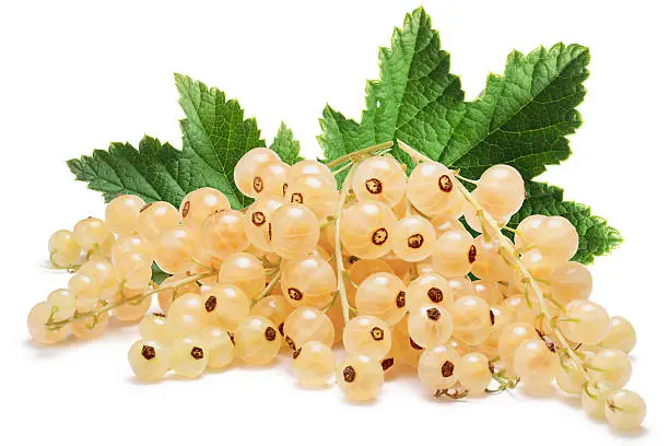 Whitecurrant bunch (Ribes Rubrum) with leaves. Clipping paths, shadow separated, infinite depth of filed
