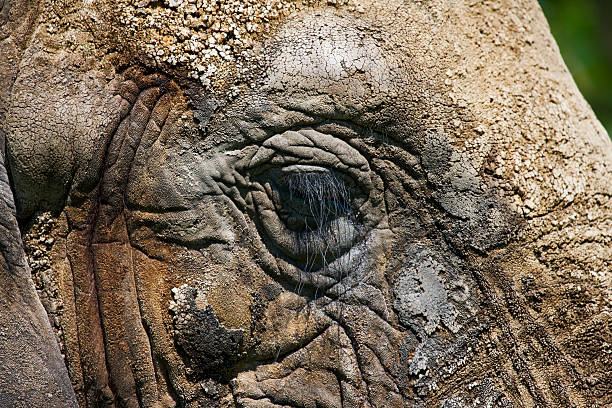 istock close up of elephant side face 576718070