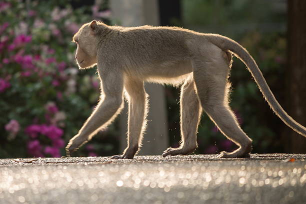 Monkies Back 2,200+ Monkey Back Stock Photos, Pictures & Royalty-Free Images - iStock