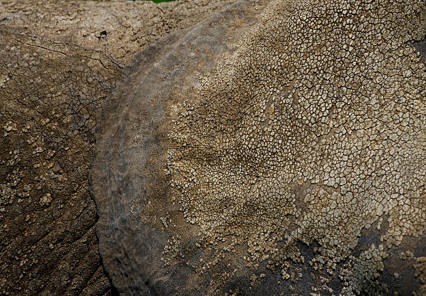 istock close up of elephant skin and ear 576718542