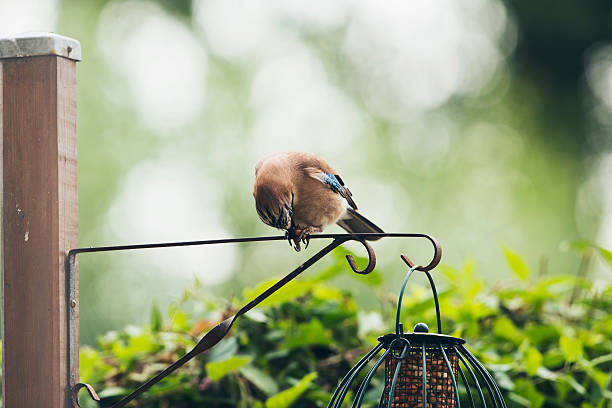 Eurasian Jay (Garrulus glandarius) adult, peeling peanut between claws, perched on iron bar, Leiden, The Netherlands, June
