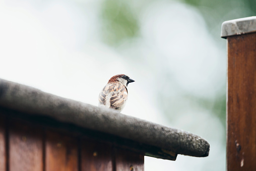 House Sparrow (Passer domesticus) adult male, perched on roof, Leiden, The Netherlands, june