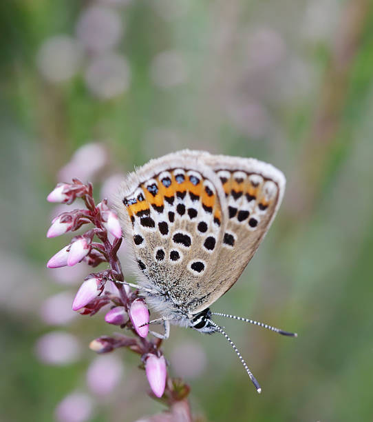 istock Silver-studded Blue Butterfly (Plebeius argus) Female 576719176
