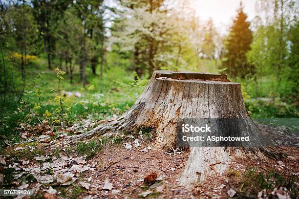 Charred Tree Stump In The Forest Stock Photo - Download Image Now - Tree Stump, Forest, Wood - Material