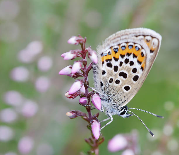 istock Silver-studded Blue Butterfly (Plebeius argus) Female 576719764