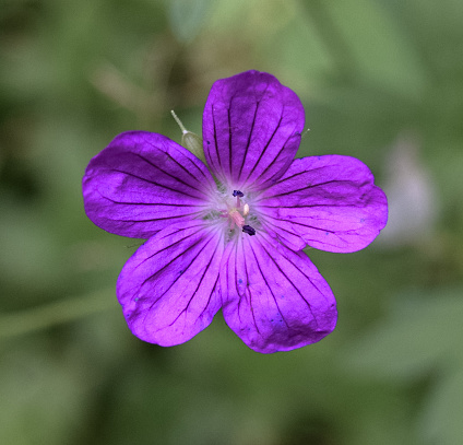 Rare and unique plants-flowers in the forest of Eastern Europe