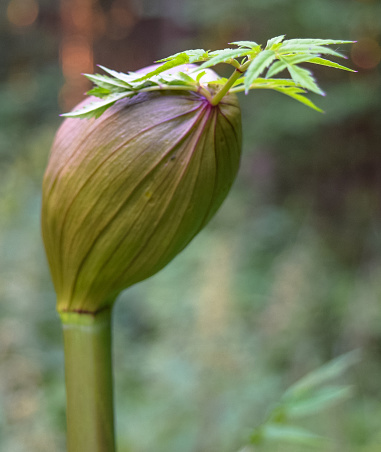 Rare and unique plants-flowers in the forest of Eastern Europe