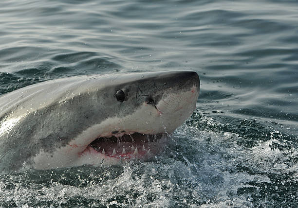 istock Great White Shark - Seal Island, South Africa. 576722164