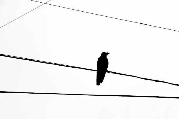 Photo of big black Carrion Crow sit on the electric line