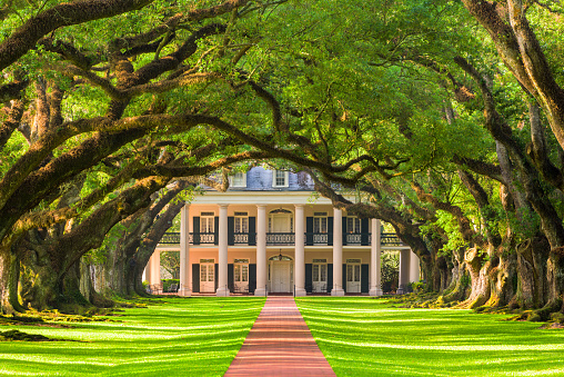 Vacherie, LA, USA - May 12, 2016: The tree canopy of Oak Alley Plantation. The oak trees were planted in the early 1800's and the property is designated as a National Historic Landmark.
