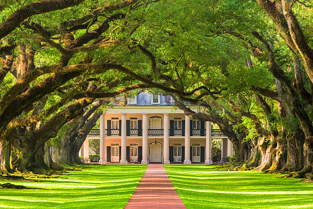 Oak Alley Plantation Vacherie, LA, USA - May 12, 2016: The tree canopy of Oak Alley Plantation. The oak trees were planted in the early 1800's and the property is designated as a National Historic Landmark. southern usa stock pictures, royalty-free photos & images